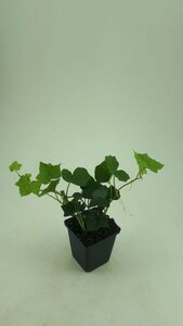 Hedera hibernica - afbeelding 17