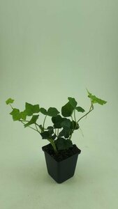Hedera hibernica - afbeelding 18