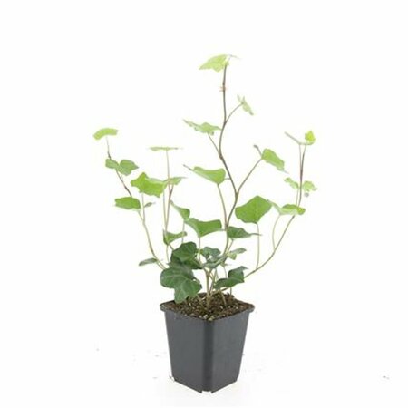 Hedera hibernica - afbeelding 5