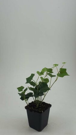Hedera hibernica - afbeelding 20