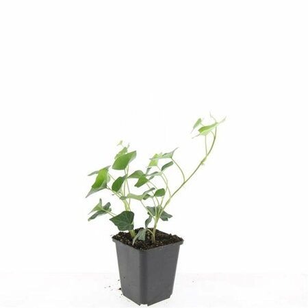 Hedera hibernica - afbeelding 21