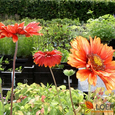 Gaillardia 'Burgunder' P9 - afbeelding 1