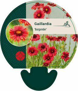 Gaillardia 'Burgunder' P9 - afbeelding 3