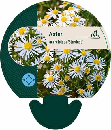 Aster ageratoides 'Stardust' P9 - afbeelding 1