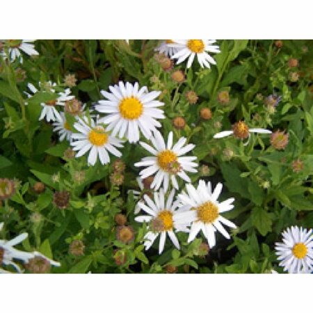 Aster ageratoides 'Stardust' P9 - afbeelding 3