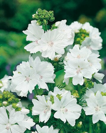 Malva moschata 'Alba' P9 - afbeelding 2