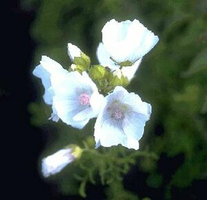 Malva moschata 'Alba' P9