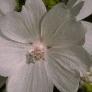 Malva moschata 'Alba' P9 - afbeelding 3