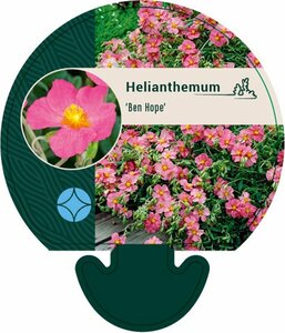 Helianthemum 'Ben Hope' P9 - afbeelding 2