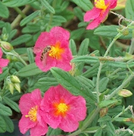 Helianthemum 'Ben Hope' P9 - afbeelding 3