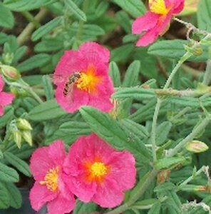 Helianthemum 'Ben Hope' P9 - afbeelding 3
