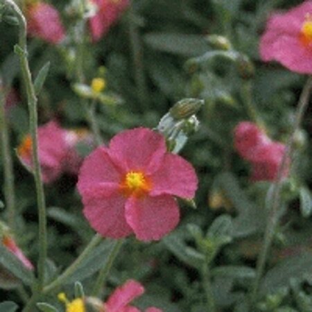 Helianthemum 'Ben Hope' P9 - afbeelding 4