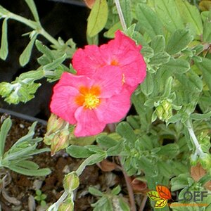 Helianthemum 'Ben Hope' P9