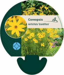 Coreopsis verticillata 'Grandiflora' P9