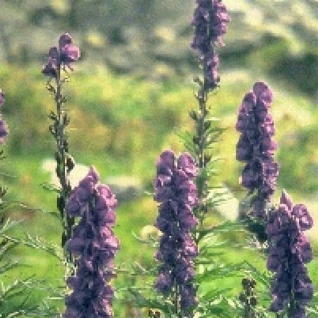 Aconitum napellus P9 - afbeelding 2