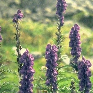 Aconitum napellus P9 - afbeelding 2