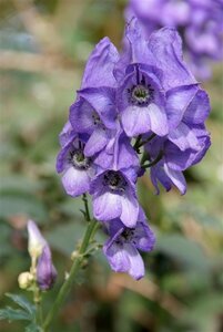 Aconitum napellus P9 - afbeelding 3
