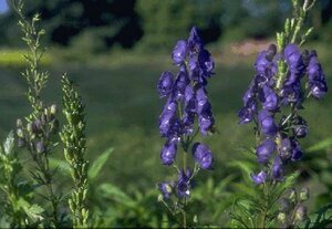Aconitum napellus P9