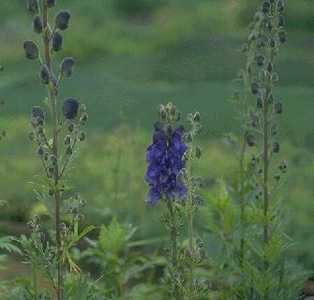 Aconitum napellus P9 - afbeelding 6