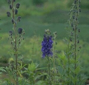 Aconitum napellus P9 - afbeelding 6