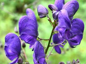 Aconitum napellus P9 - afbeelding 5