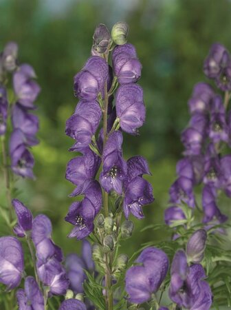 Aconitum napellus P9 - afbeelding 7