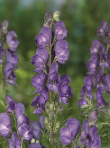 Aconitum napellus P9 - afbeelding 7
