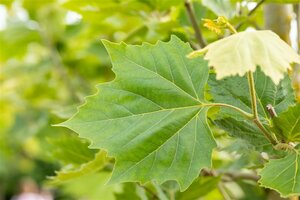 Platanus hispanica 'Alphen's Globe' ST. 150 6-8 C. 