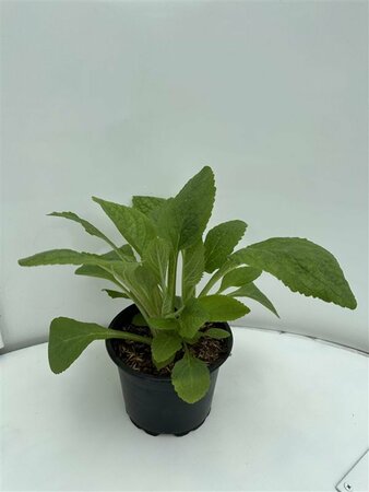 Digitalis purpurea P9 - afbeelding 5