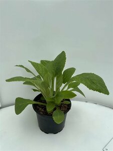 Digitalis purpurea P9 - afbeelding 5