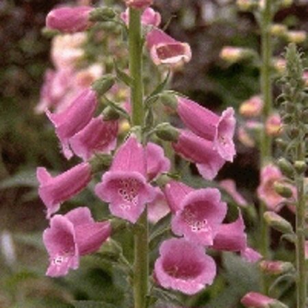 Digitalis purpurea P9 - afbeelding 4
