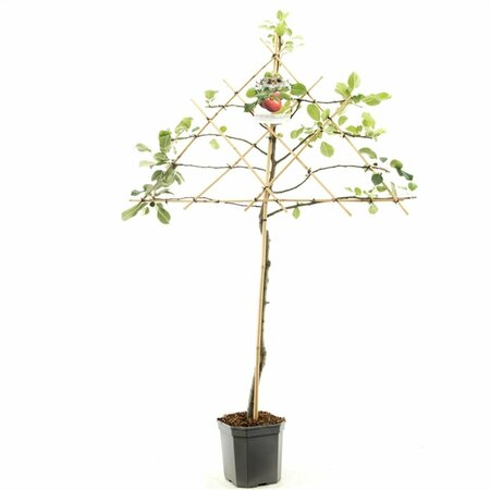 Malus domestica 'Cox's Orange Pippin' ST. 120 C. - afbeelding 3