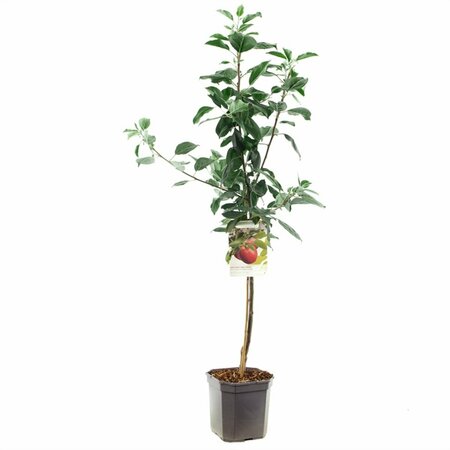 Malus domestica 'Cox's Orange Pippin' ST. 120 C. - afbeelding 2