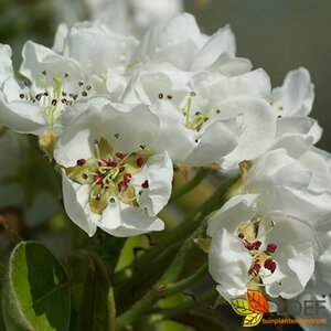 Pyrus communis 'Doyenné du Comice' 125/150 C. Lei