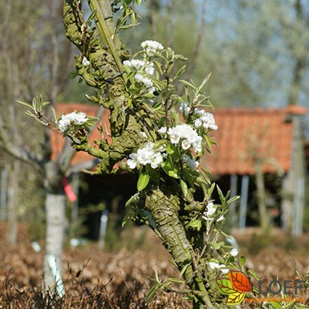 Malus domestica 'Jonagold' - afbeelding 2