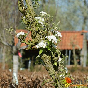 Malus domestica 'Jonagold' - afbeelding 2