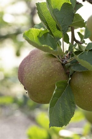 Malus domestica 'Jonagold' - afbeelding 5