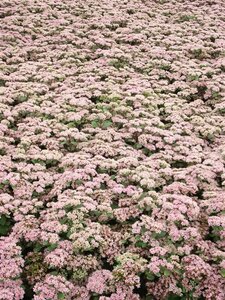 Sedum 'Matrona' P9 - afbeelding 6