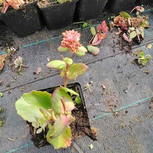 Sedum 'Matrona' P9 - afbeelding 2