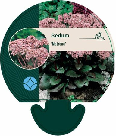 Sedum 'Matrona' P9 - afbeelding 1