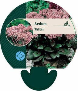 Sedum 'Matrona' P9 - afbeelding 1