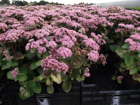 Sedum 'Matrona' P9 - afbeelding 7