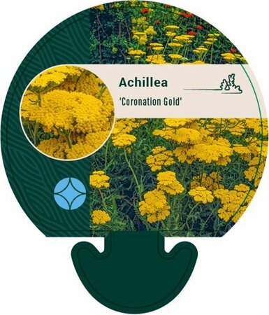 Achillea 'Coronation Gold' P9 - afbeelding 1