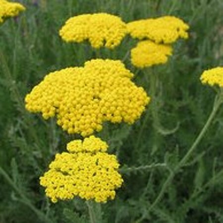 Achillea 'Coronation Gold' P9 - afbeelding 4