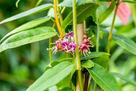 Lonicera henryi