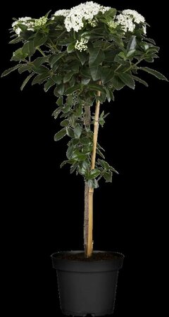 Viburnum tinus - afbeelding 10