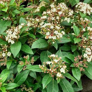 Viburnum tinus - afbeelding 3
