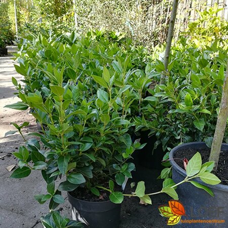 Viburnum tinus - afbeelding 6