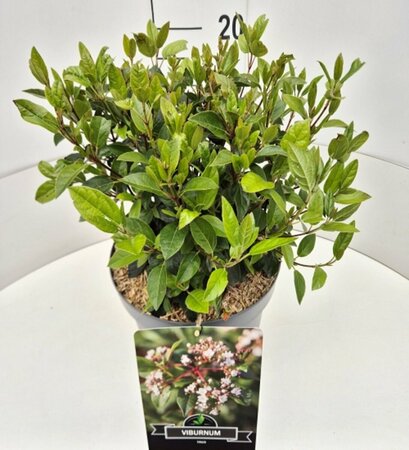 Viburnum tinus - afbeelding 5