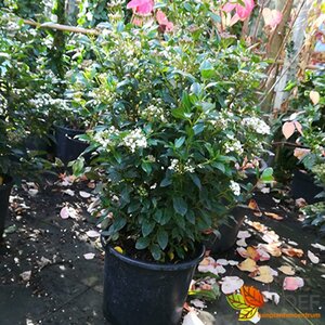 Viburnum tinus - afbeelding 8